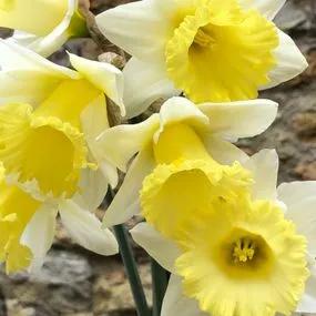 Las Vegas Daffodil (Narcissus Las Vegas) Img 3